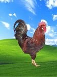 pic for XP chicken